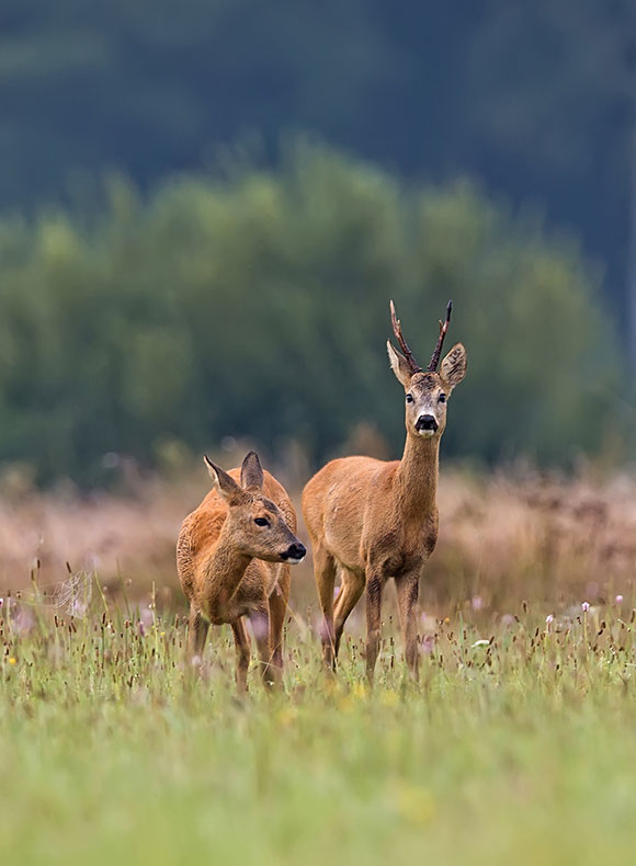 Deer in field