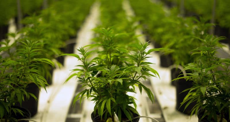 Endless rows of marijuana plants in a grow house.