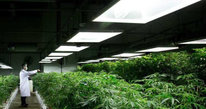 A cannabis cultivator spraying rows of marijuana plants in a grow house.