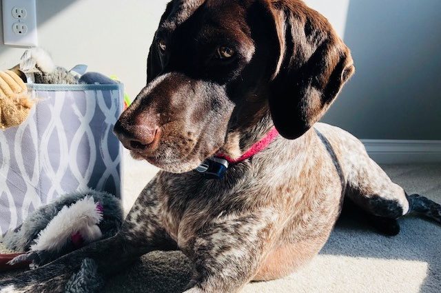 Dog laying in sunshine