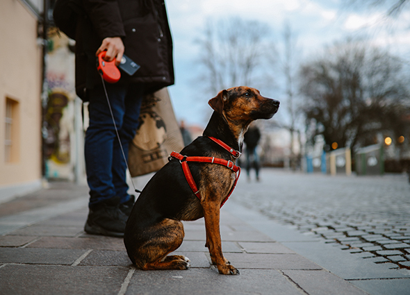 A leashed dog sits on a sidewalk. The dog's owner stands next to it holding the leash.